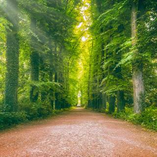 Green forest road HD wallpaper