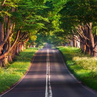 Green forest road HD wallpaper