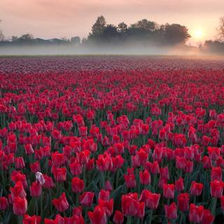 Red tulip flowers field HD wallpaper