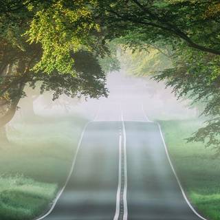 Green forest road HD wallpaper