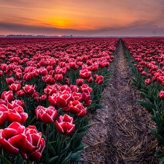 Red tulip flowers field HD wallpaper