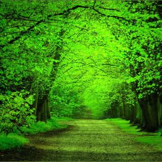 Green forest road HD wallpaper