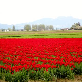 Red tulip flowers field HD wallpaper
