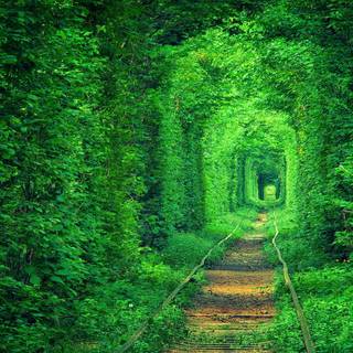 Forest tunnel HD wallpaper