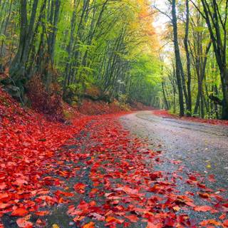 Green forest road HD wallpaper
