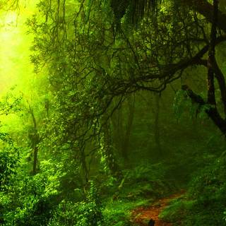 Green forest road HD wallpaper