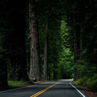 Green forest road HD wallpaper