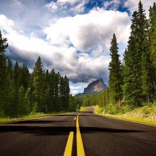 Green forest road HD wallpaper