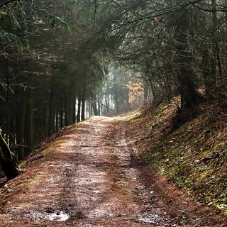 Forest tunnel HD wallpaper