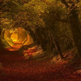 Forest tunnel HD wallpaper