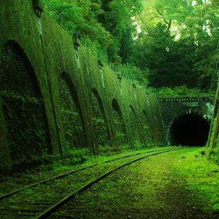 Forest tunnel HD wallpaper