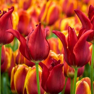 Red tulip flowers field HD wallpaper