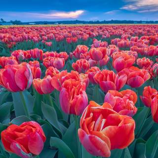 Red tulip flowers field HD wallpaper
