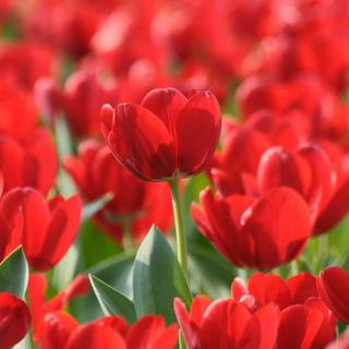 Red tulip flowers field HD wallpaper