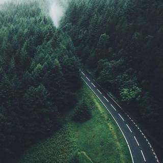 Green forest road HD wallpaper