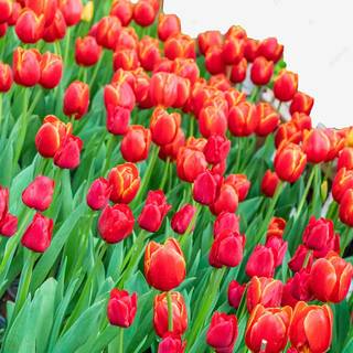 Red tulip flowers field HD wallpaper