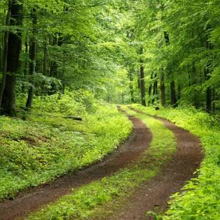 Green forest road HD wallpaper