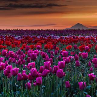 Red tulip flowers field HD wallpaper