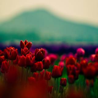 Red tulip flowers field HD wallpaper
