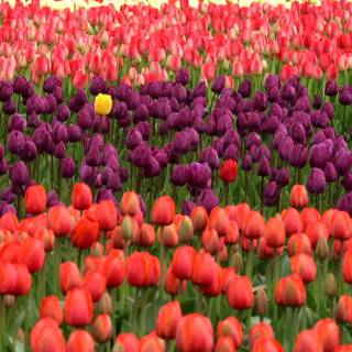 Red tulip flowers field HD wallpaper