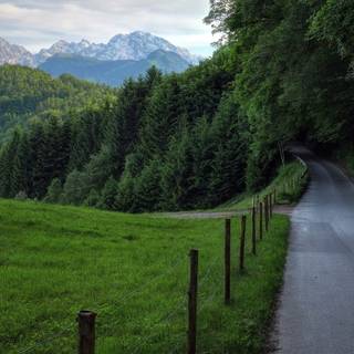 Green forest road HD wallpaper