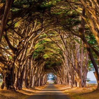 Forest tunnel HD wallpaper