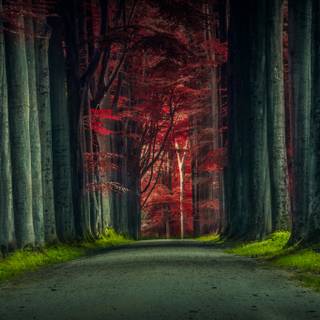 Green forest road HD wallpaper