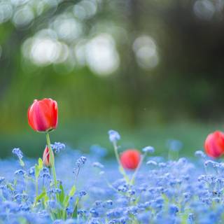 Red tulip flowers field HD wallpaper