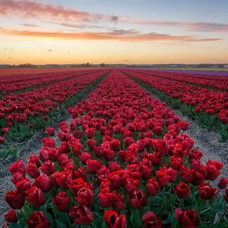 Red tulip flowers field HD wallpaper