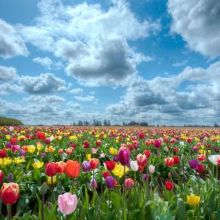 Red tulip flowers field HD wallpaper