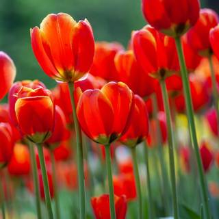 Red tulip flowers field HD wallpaper