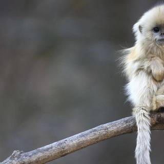 White monkey wallpaper