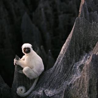 White monkey wallpaper