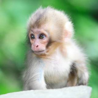 White monkey wallpaper