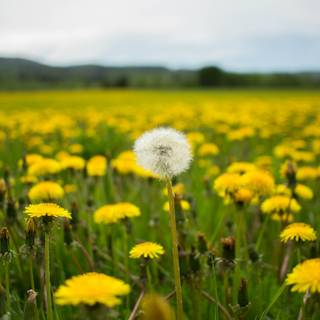 Field of dandelion wallpaper