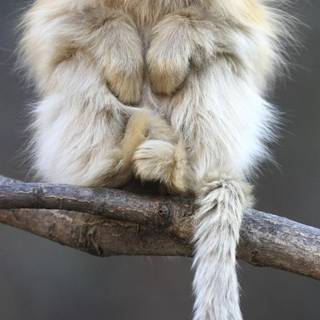 White monkey wallpaper