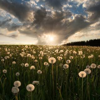 Field of dandelion wallpaper