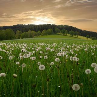 Field of dandelion wallpaper
