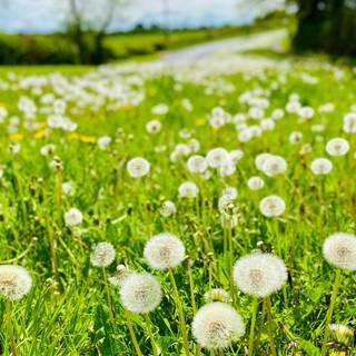Field of dandelion wallpaper