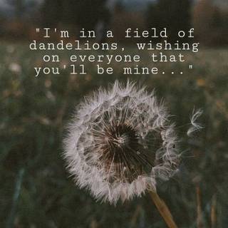 Field of dandelion wallpaper