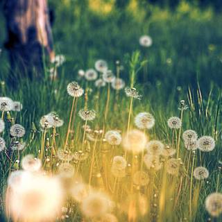 Field of dandelion wallpaper