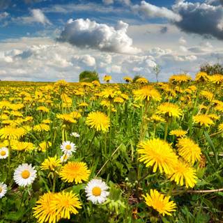 Field of dandelion wallpaper