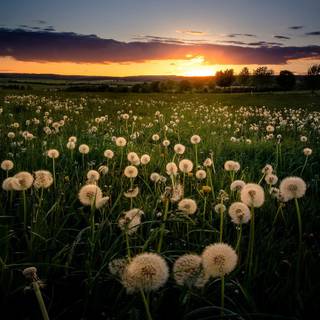 Field of dandelion wallpaper
