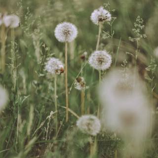 Field of dandelion wallpaper