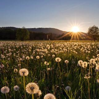 Field of dandelion wallpaper