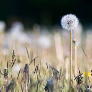 Field of dandelion wallpaper