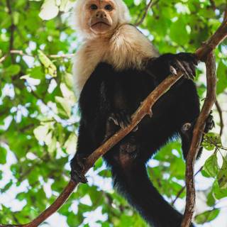 White monkey wallpaper