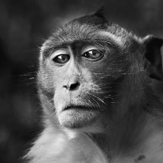 White monkey wallpaper