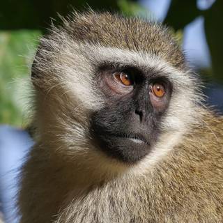 White monkey wallpaper