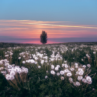 Field of dandelion wallpaper